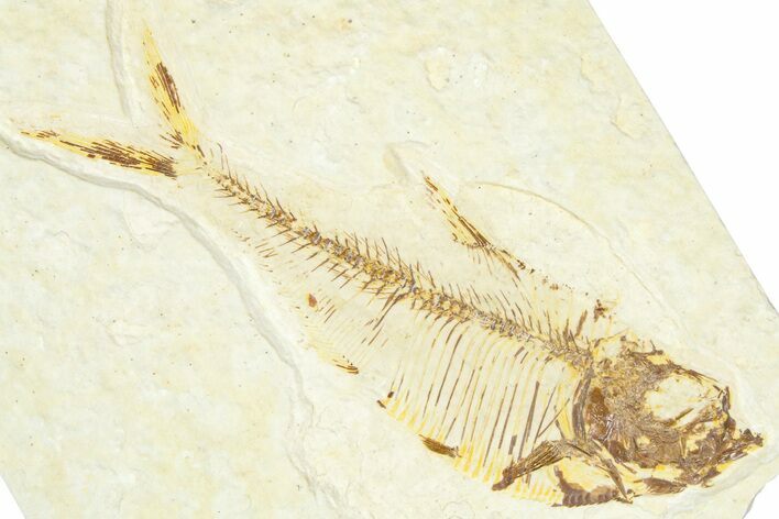 Bargain, Fossil Fish (Diplomystus) - Wyoming #367593